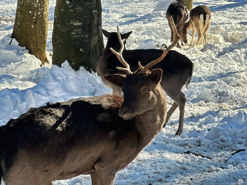 Zimska čarolija u Delnicama Slika objave